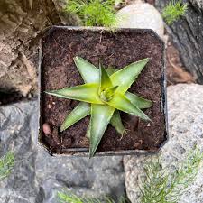 DYCKIA BREVIFOLIA