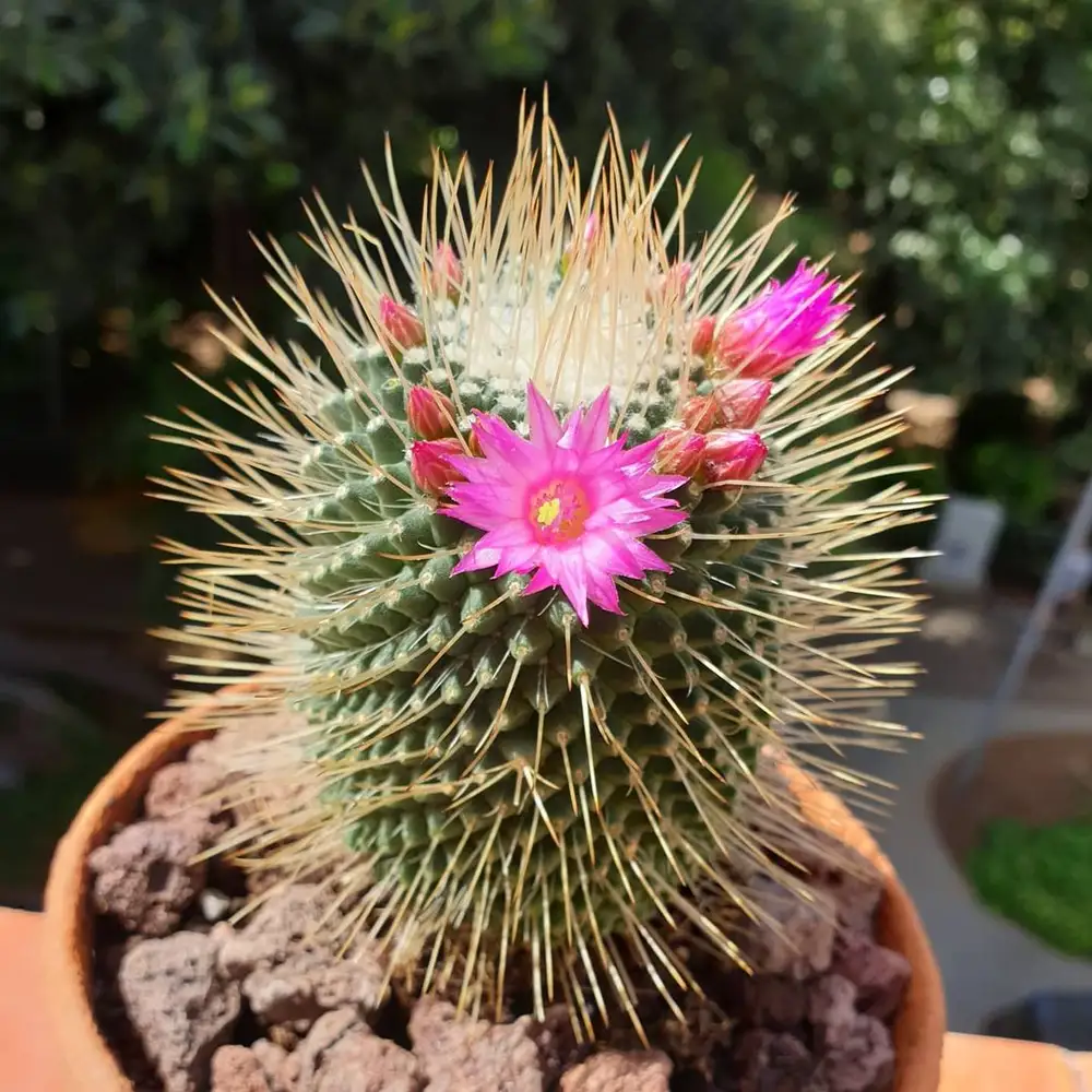 SPICY PINCUSHION CACTUS
