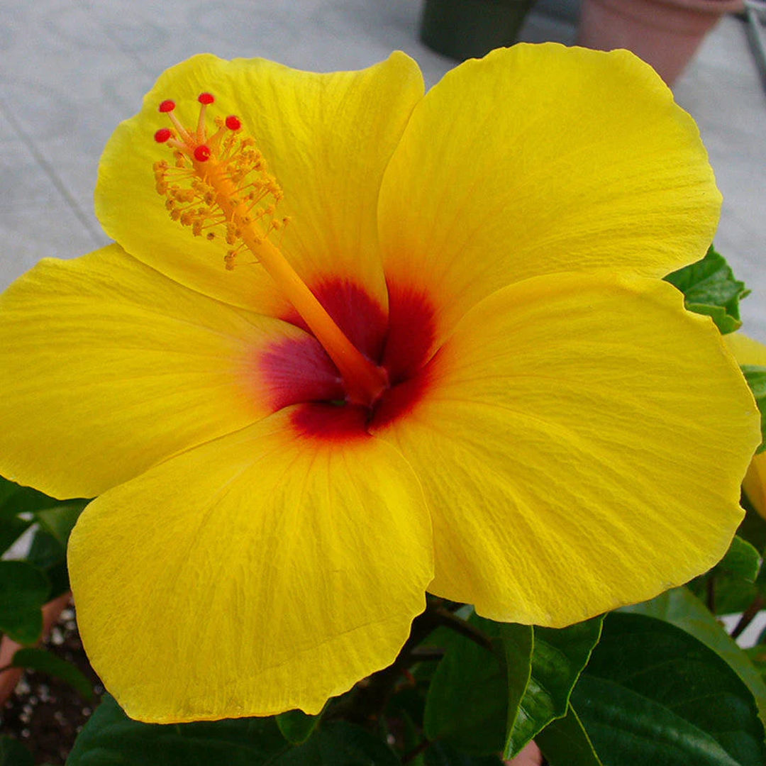 Hibiscus Hybrid