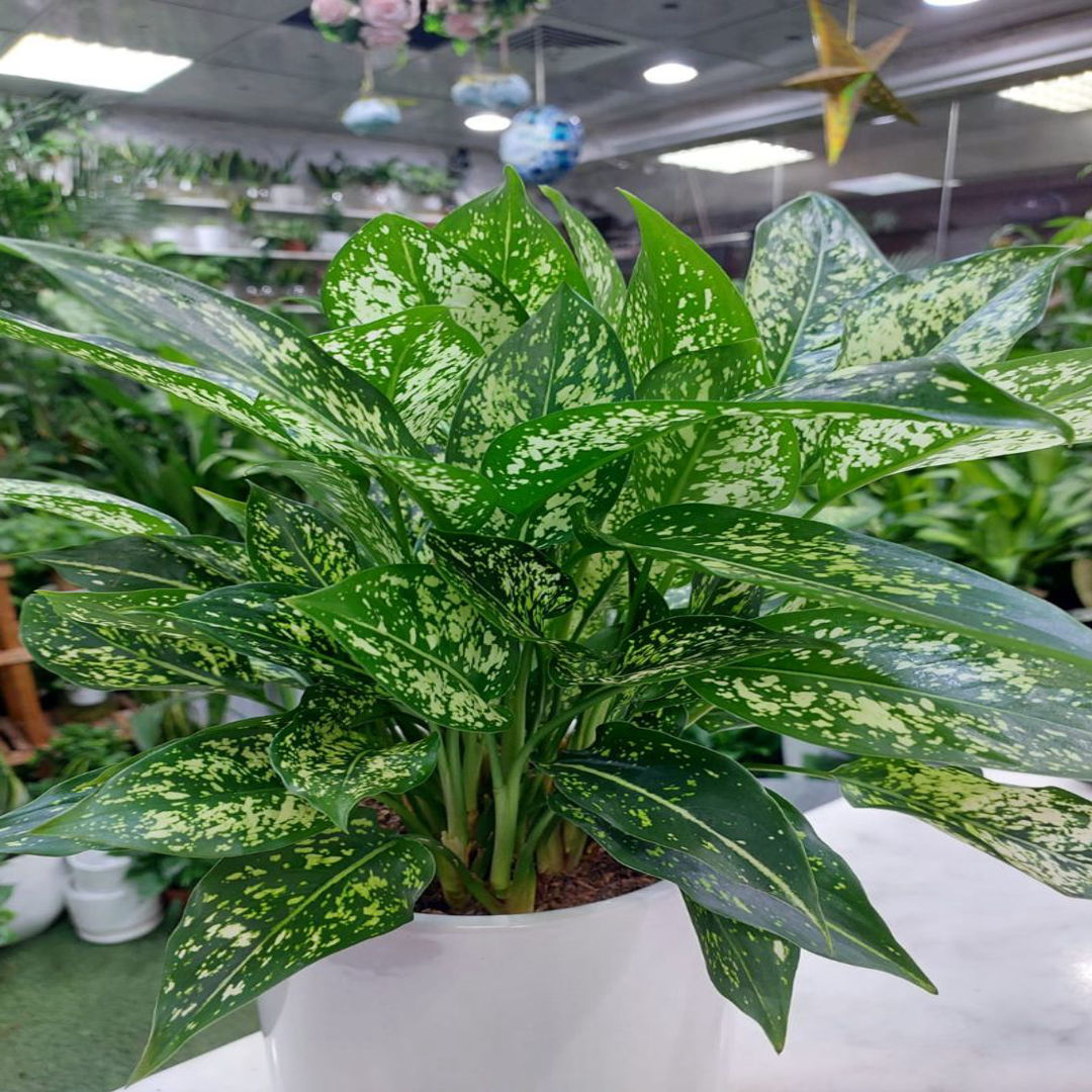 Aglaonema Areca green