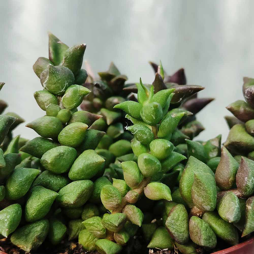 Anacampseros Retusa