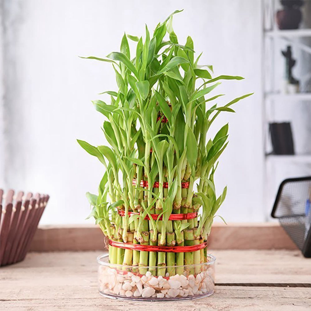 Lucky Bamboo