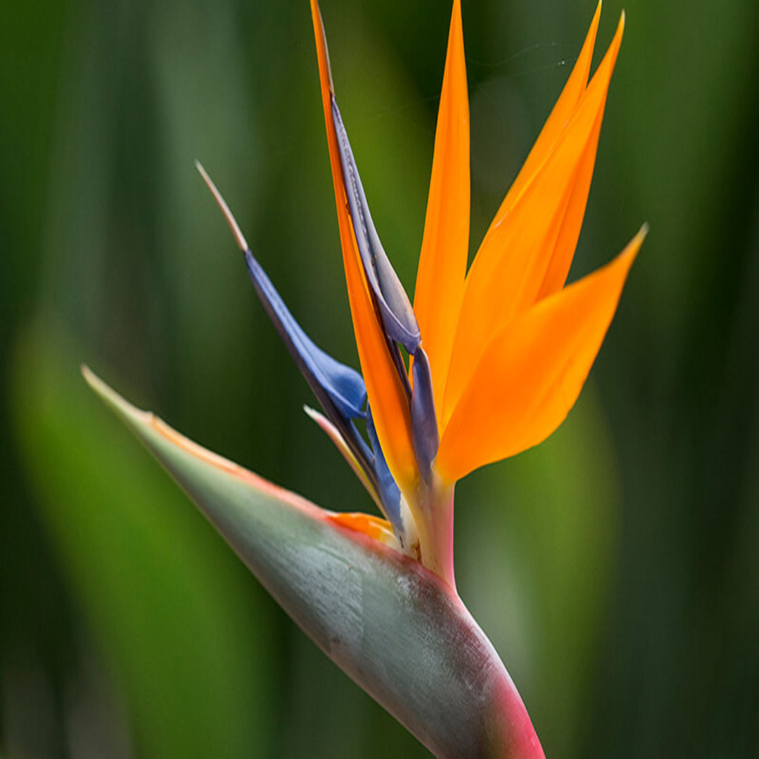Birds of Paradise