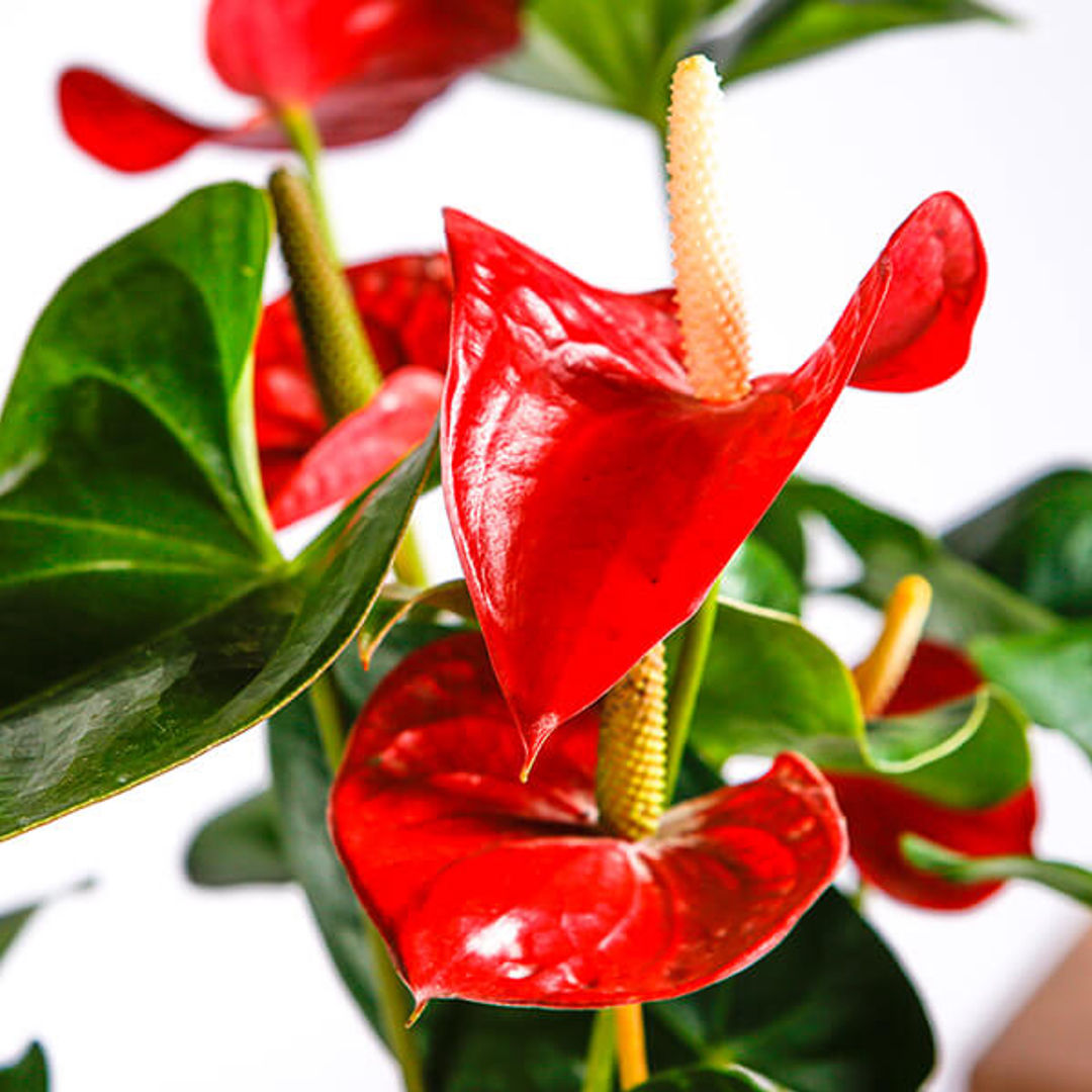 Anthurium