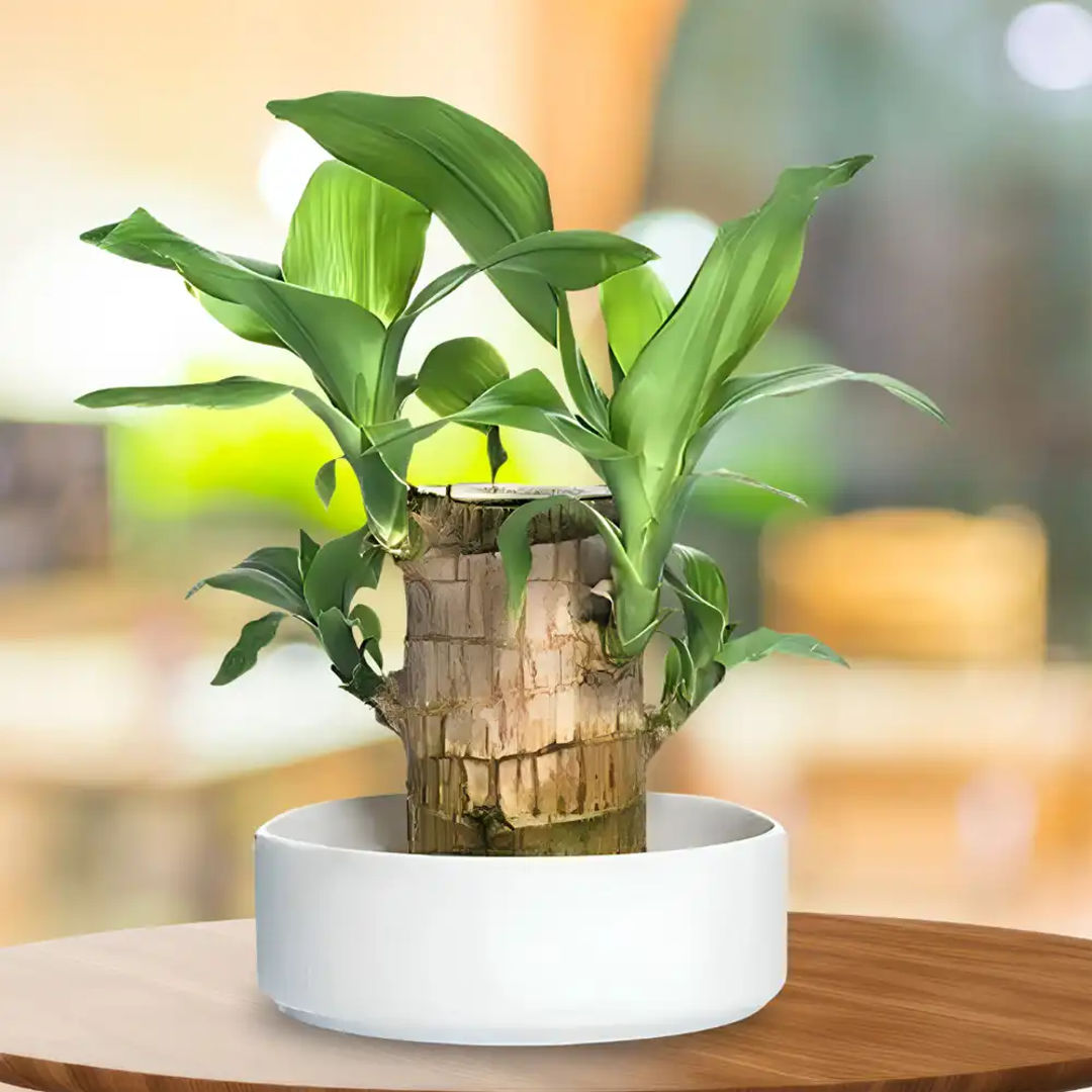 Brazilian Wood
