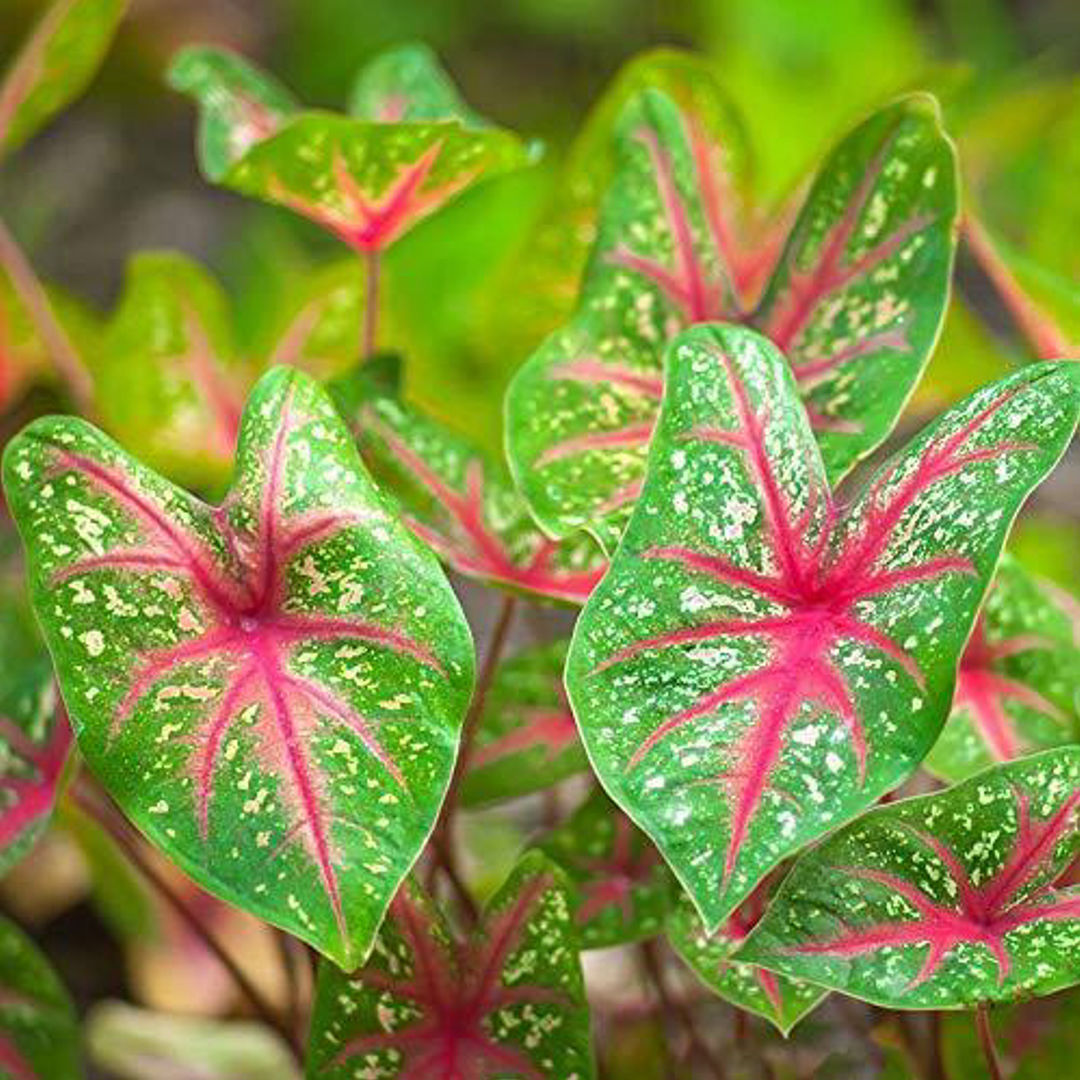 Caladium bicolor