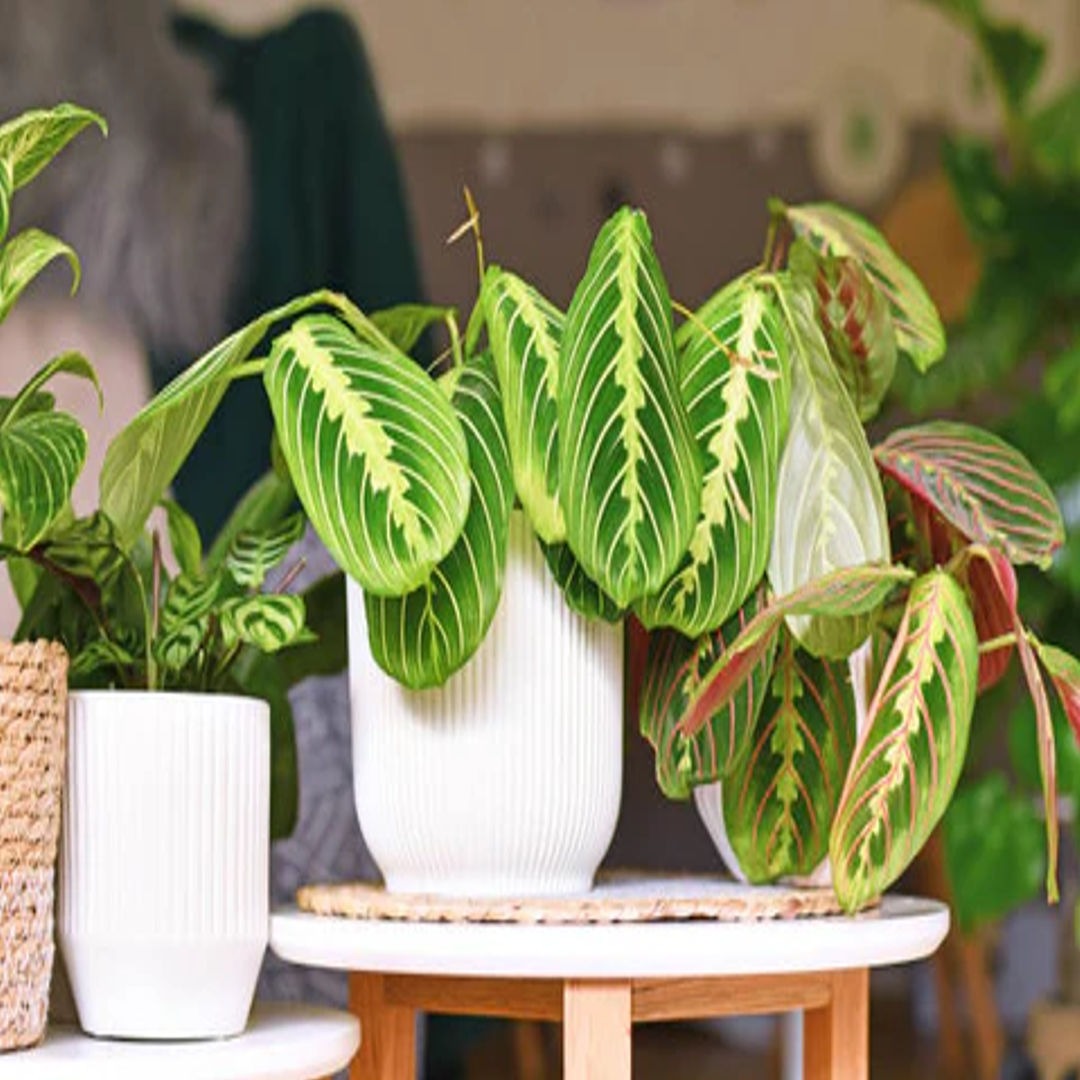 Calathea