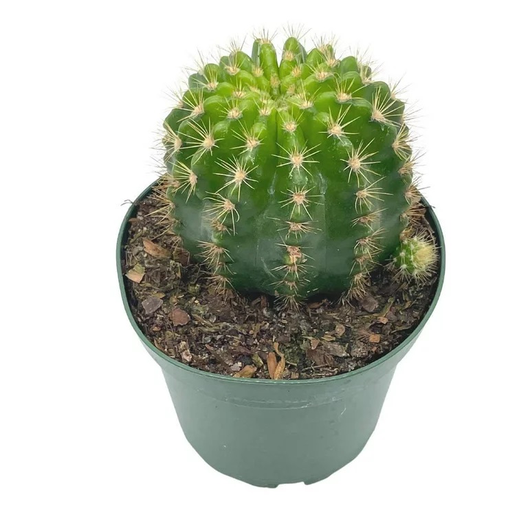 ECHINOPSIS CALOCHLORA