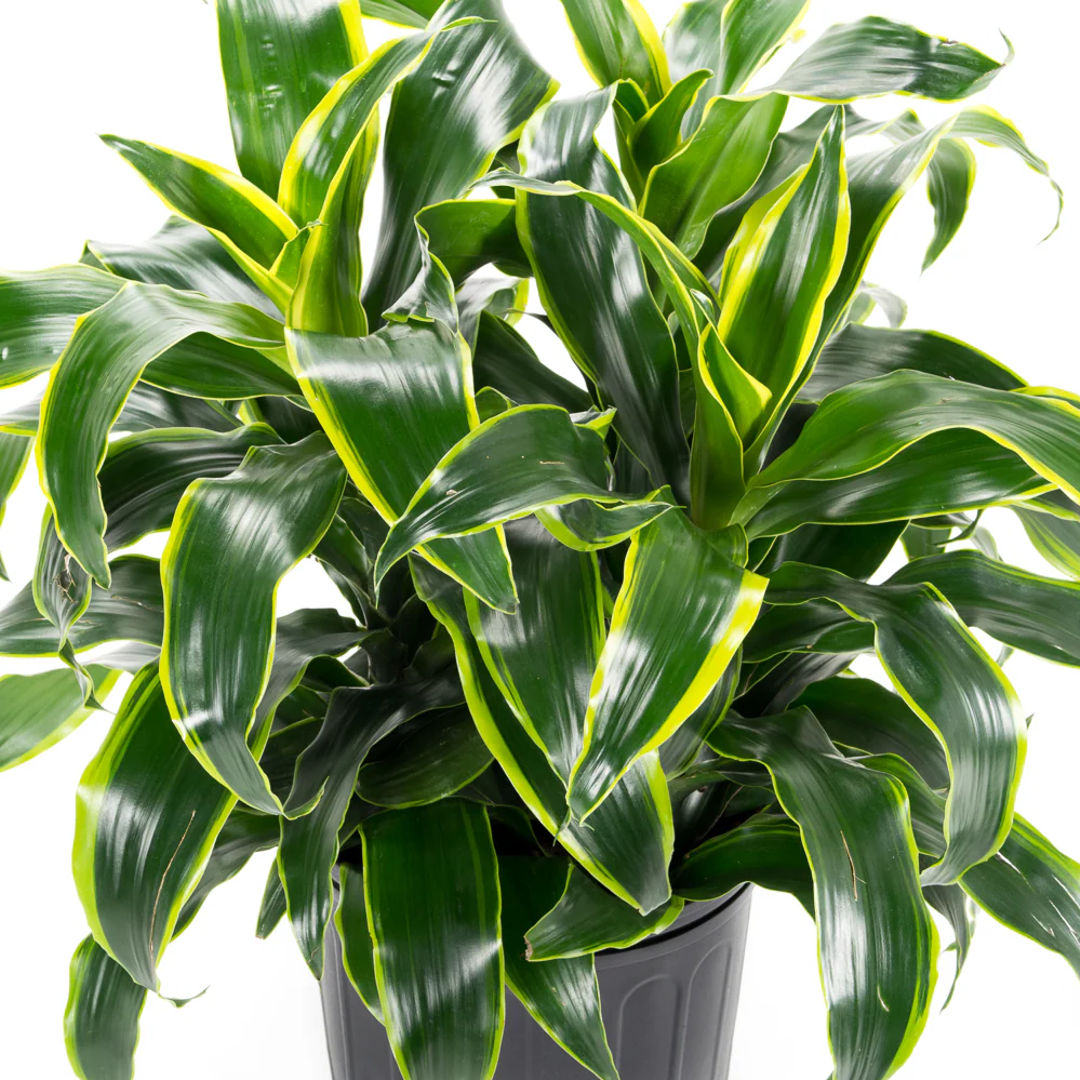 Dracaena Dorado