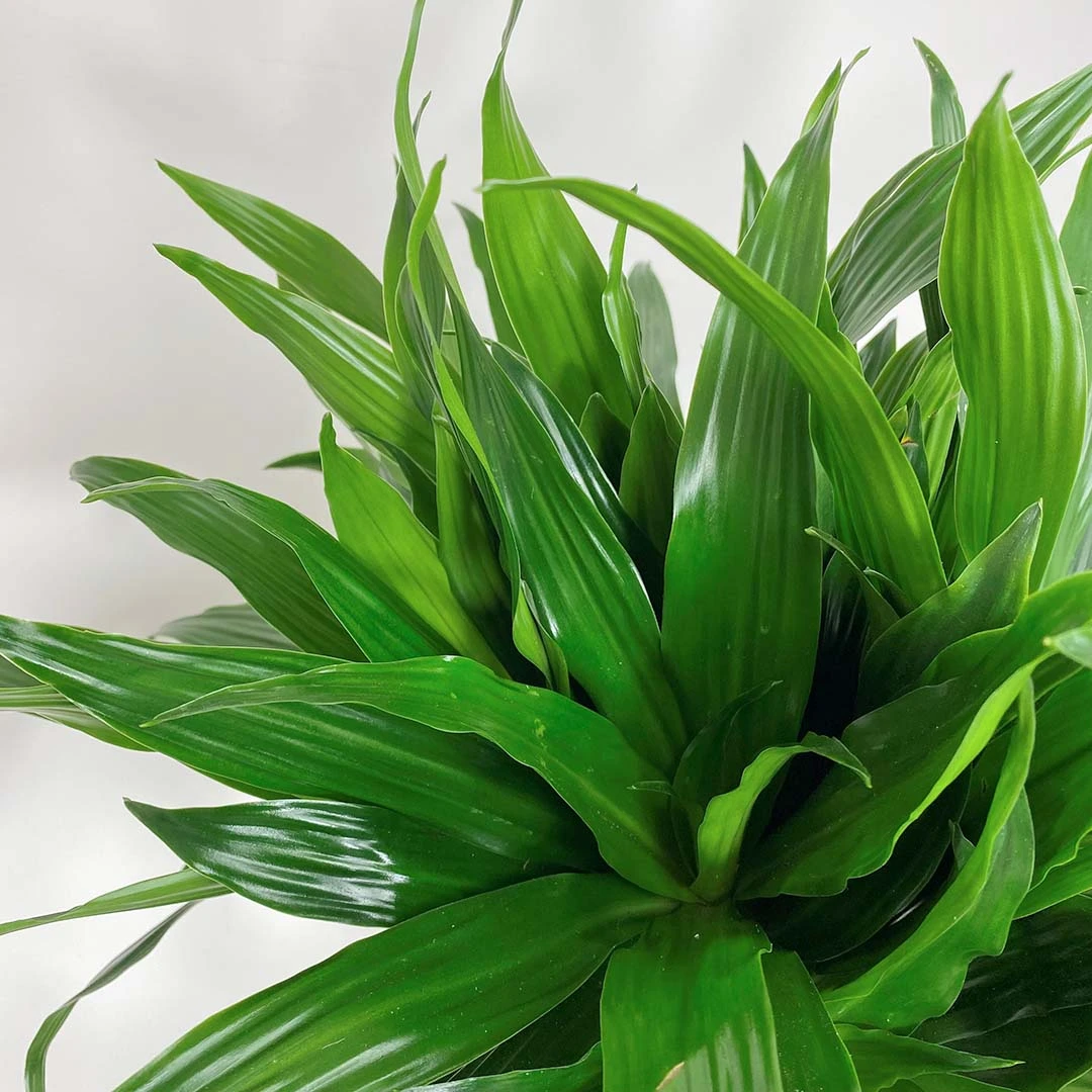 Dracaena Fragrans