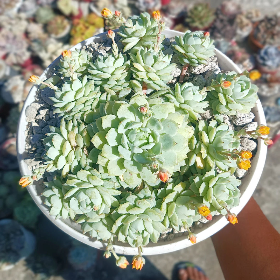 Echeveria Derenbergii