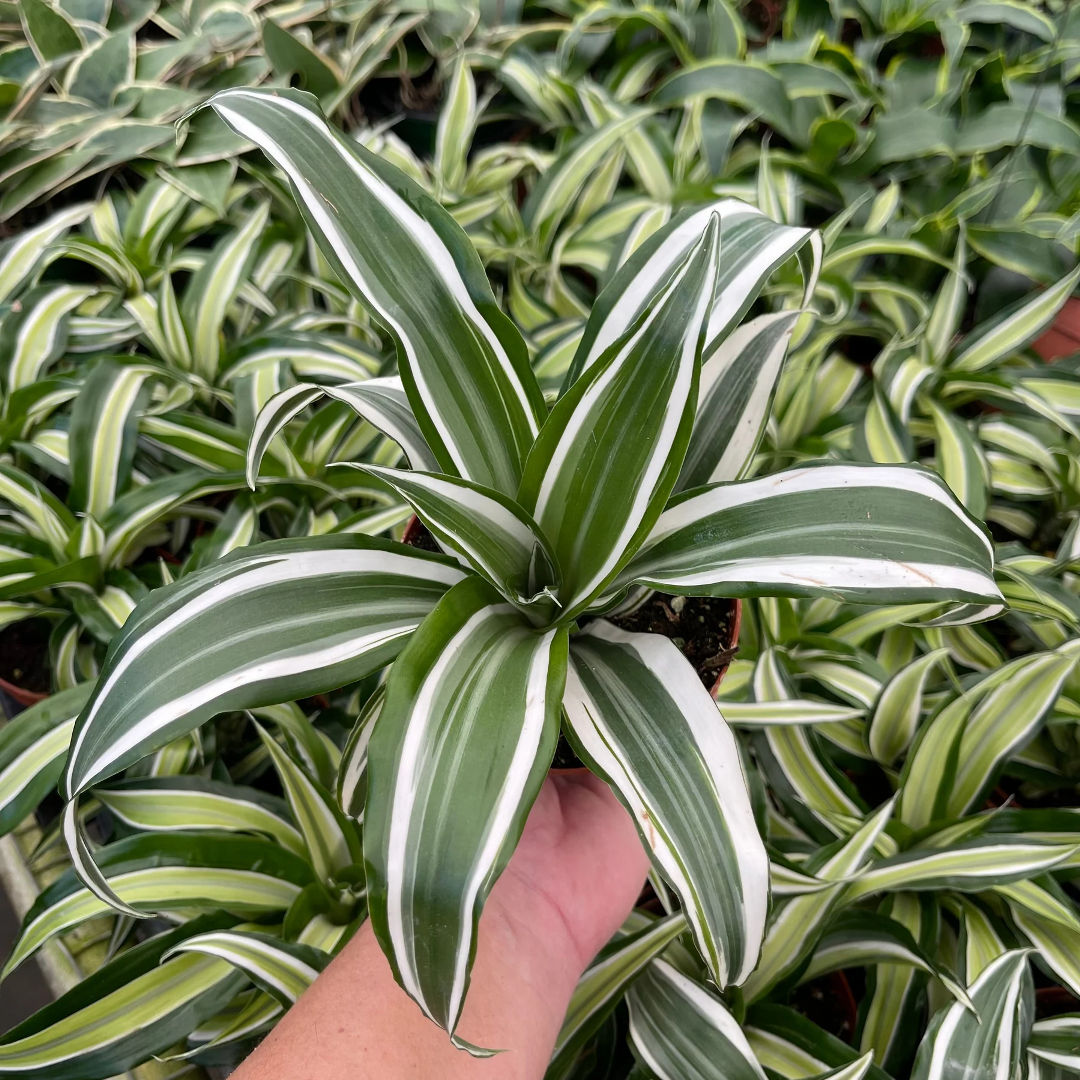 Dracaena White Jewel