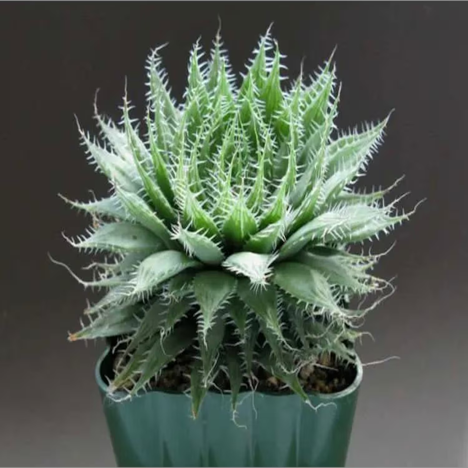 COWEB ALOE