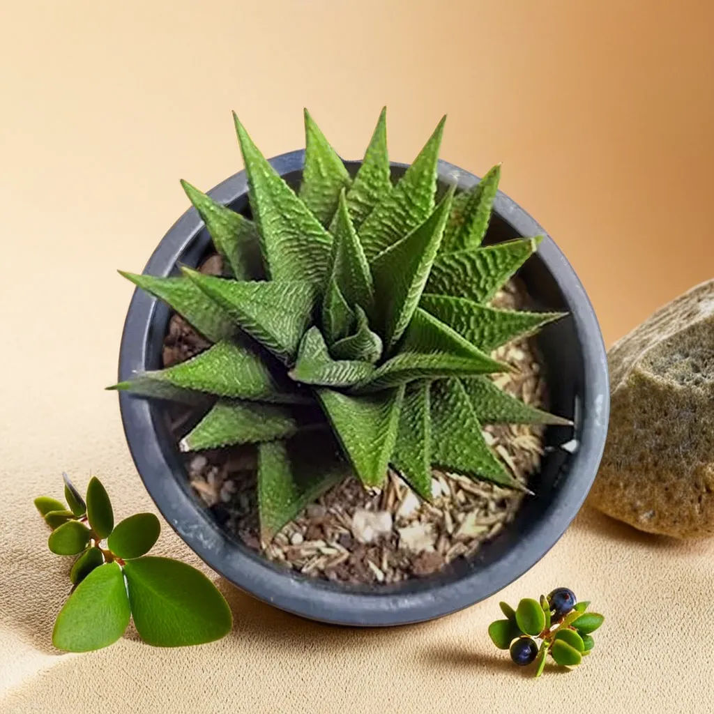 Haworthia Limifolia