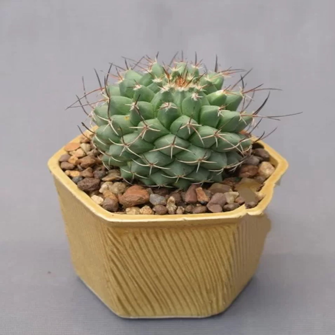 MAMMILLARIA COMPRESSA