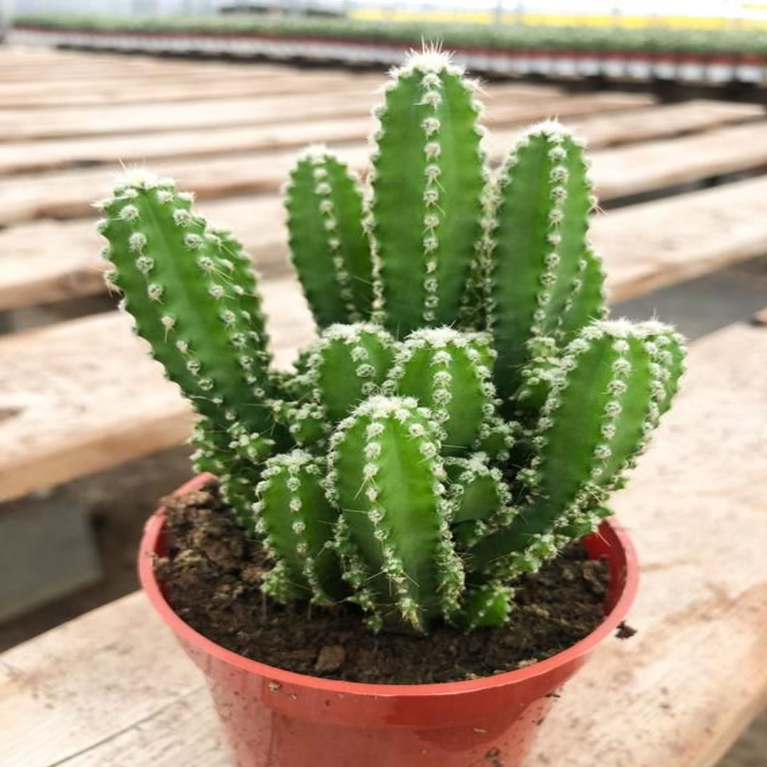 FAIRY CASTLE CACTUS