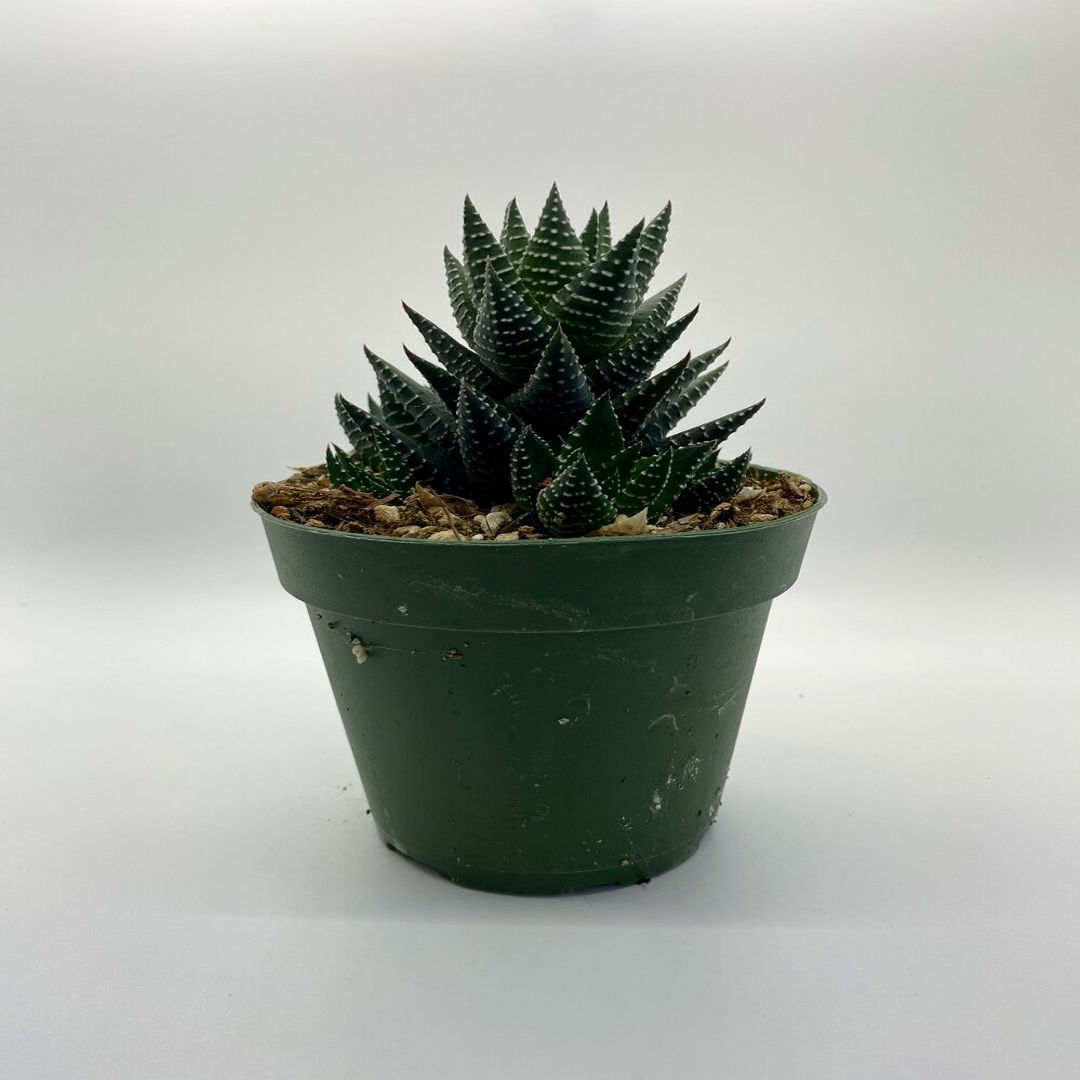 REINWARDT CACTUS