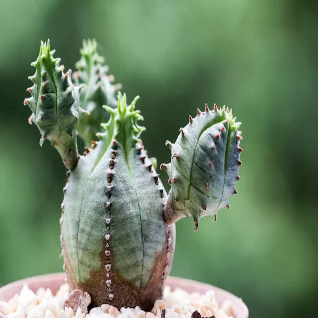 EUPHORBIA MELOFORMIS