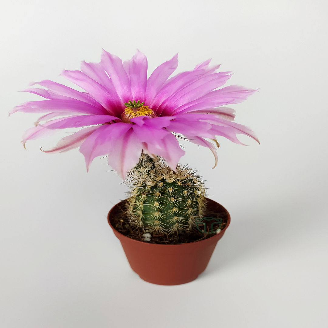 ECHINOCEREUS PECTINATUS