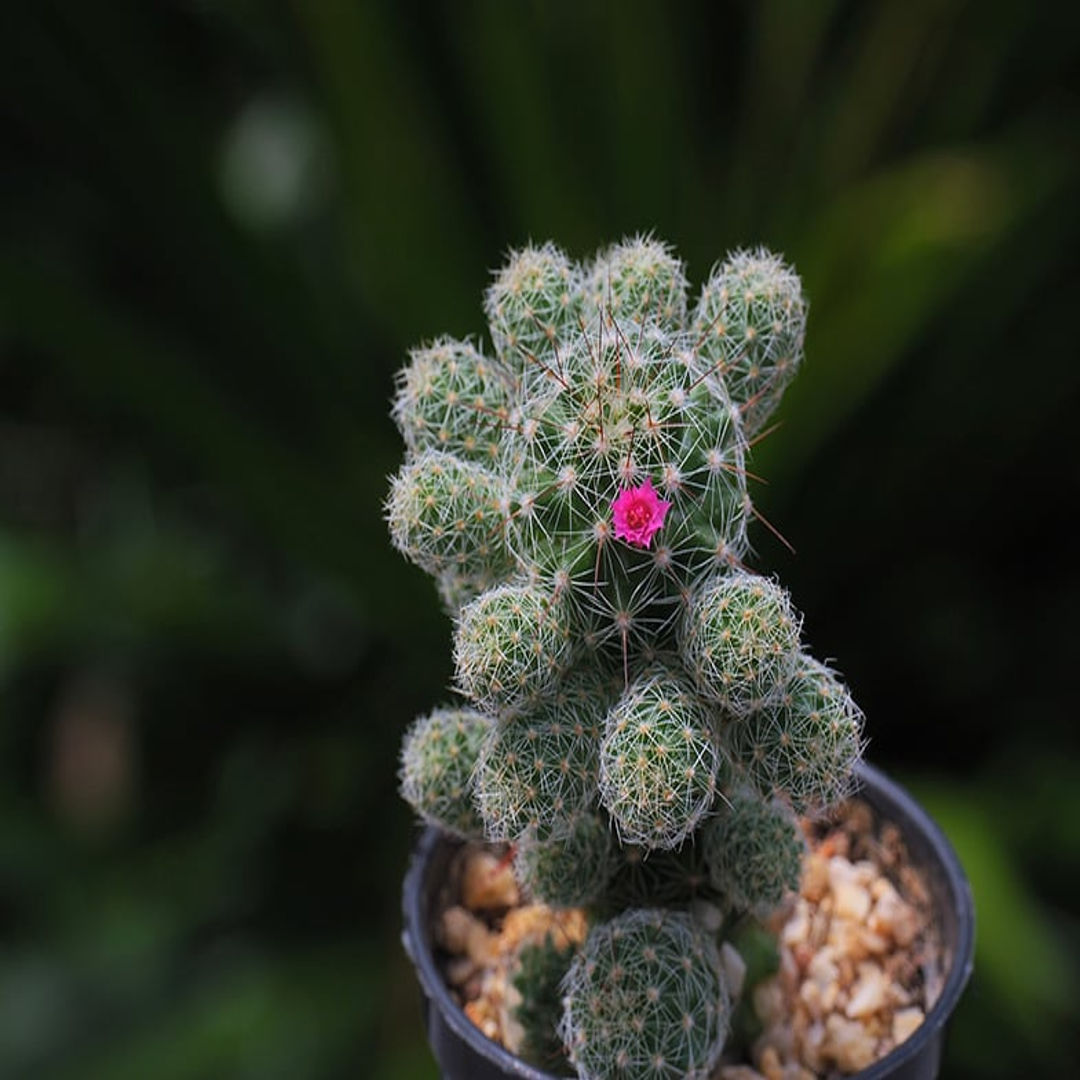 THIMBLE CACTUS
