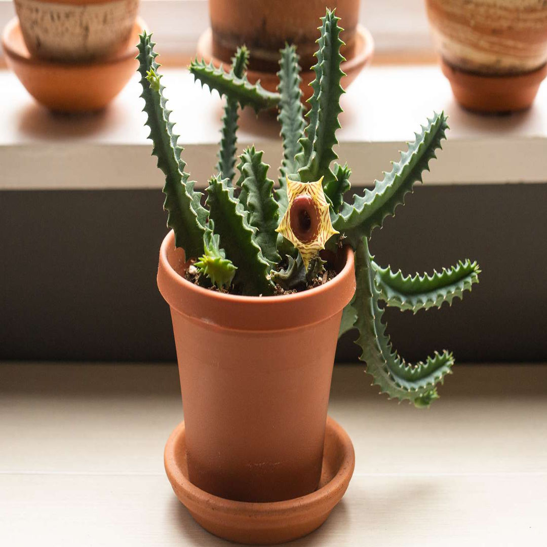 HUERNIA ZEBRINA