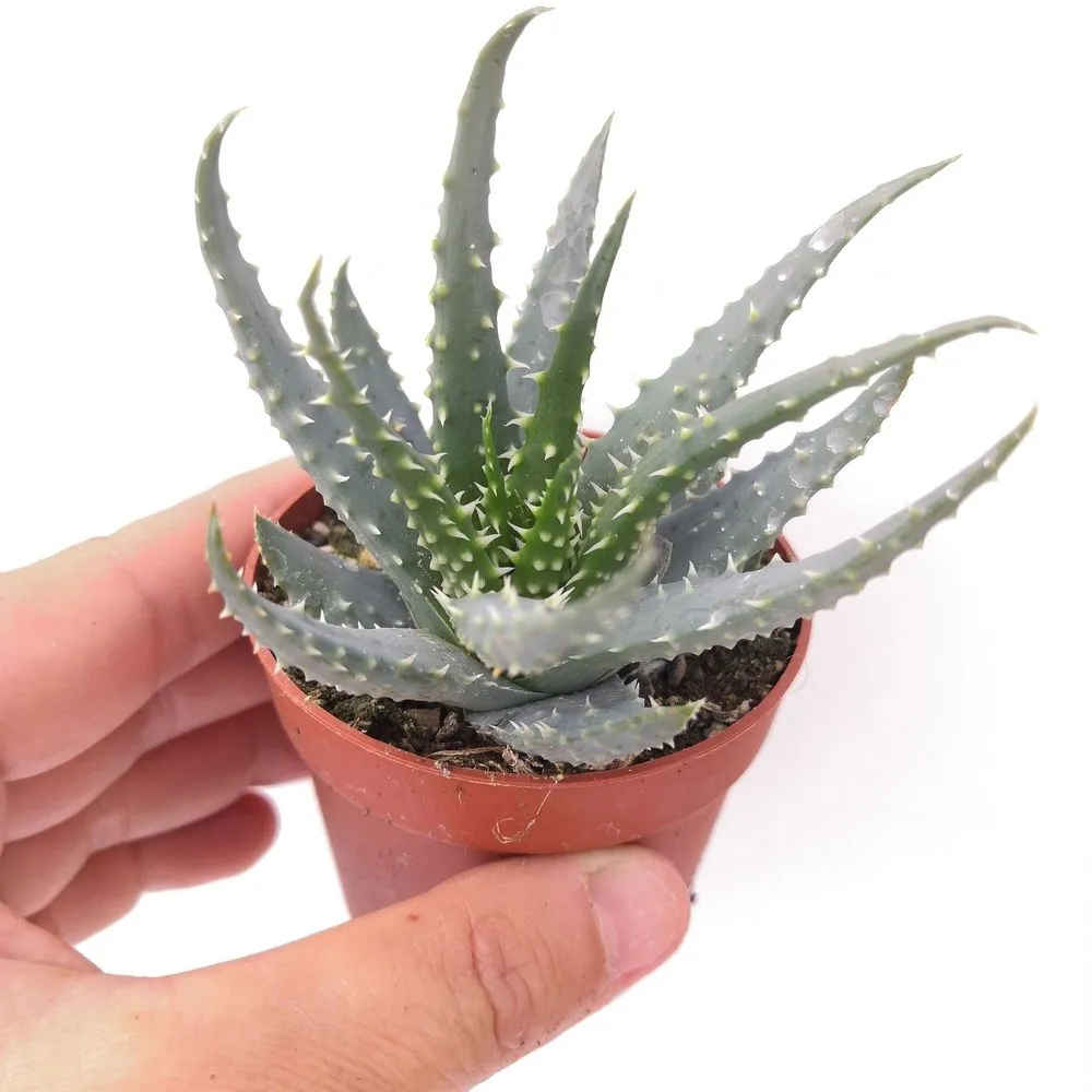 DWARF HEDGEGOG ALOE