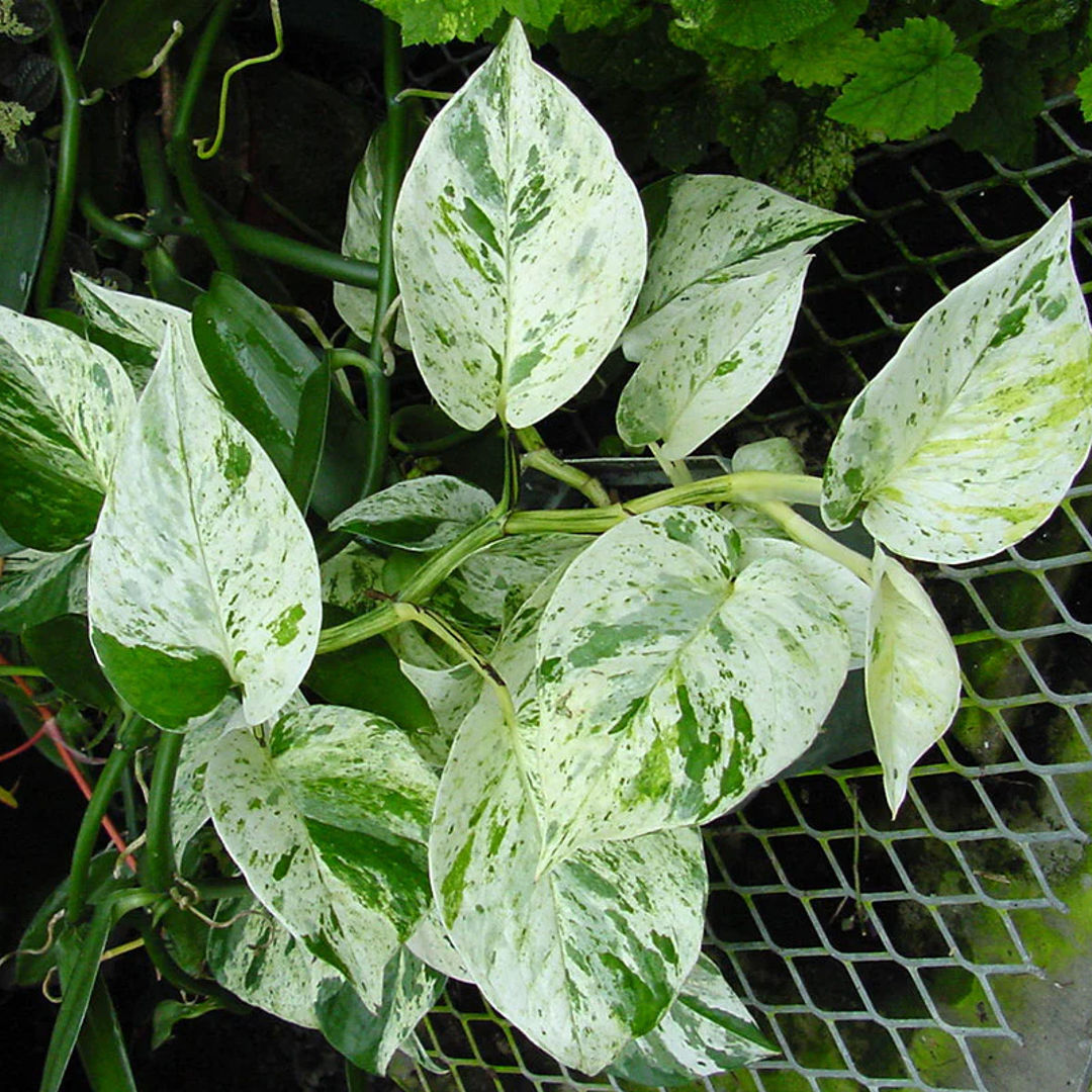 Money Plant Marble Queen