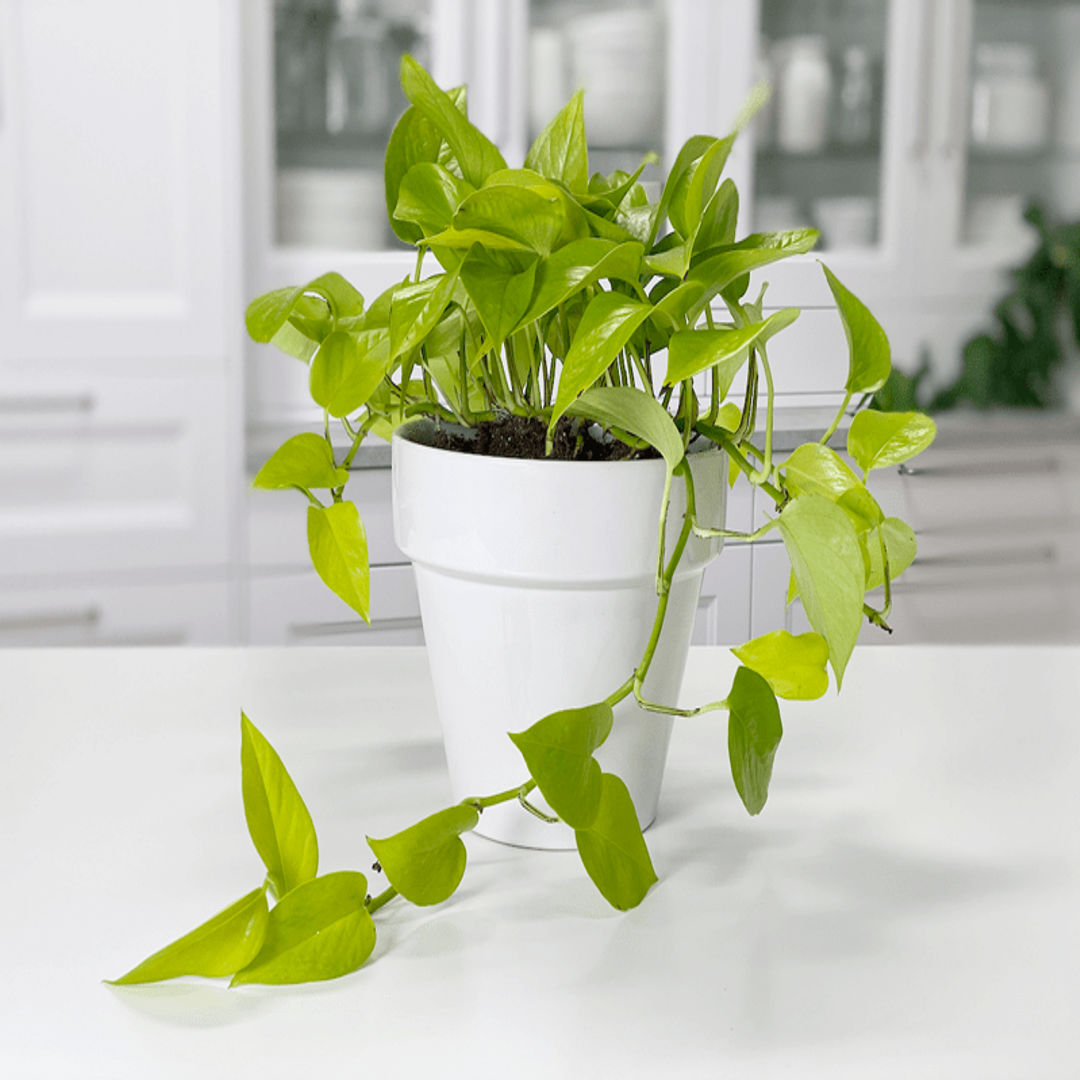 Money Neon Plant