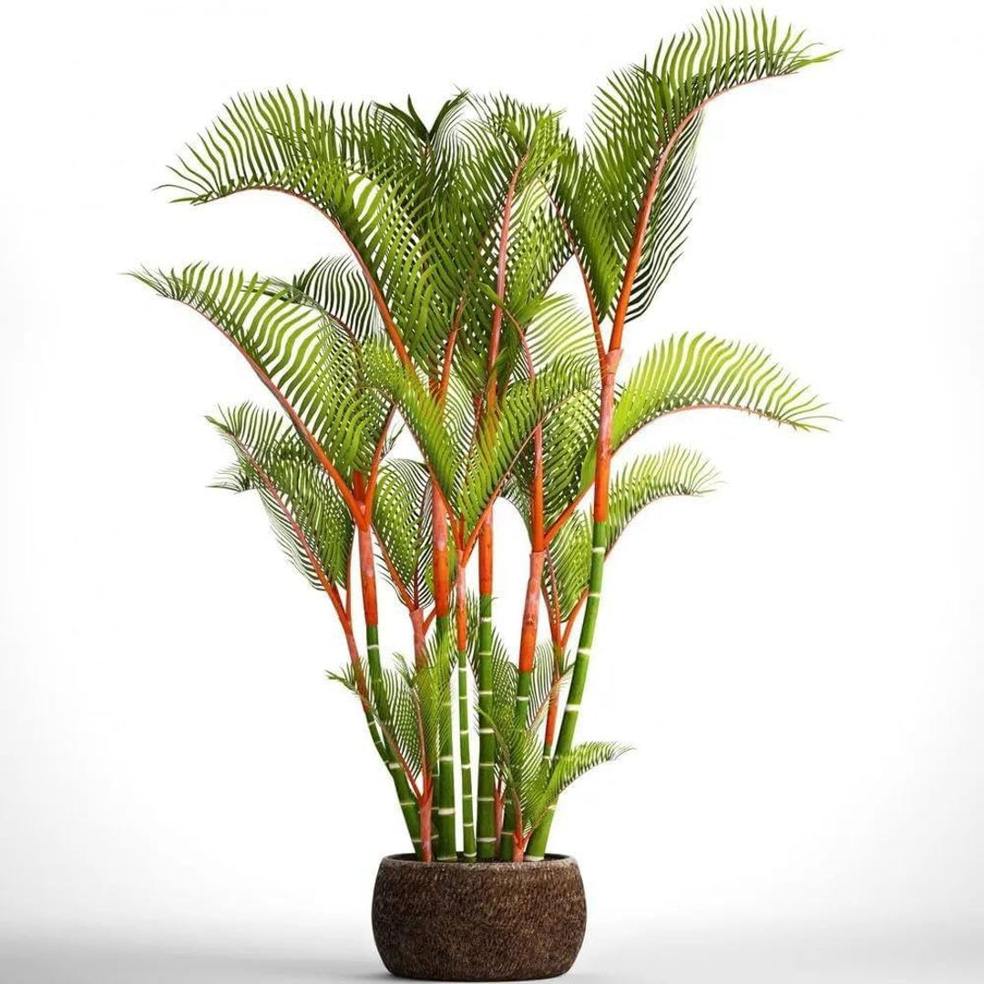 Red Palm