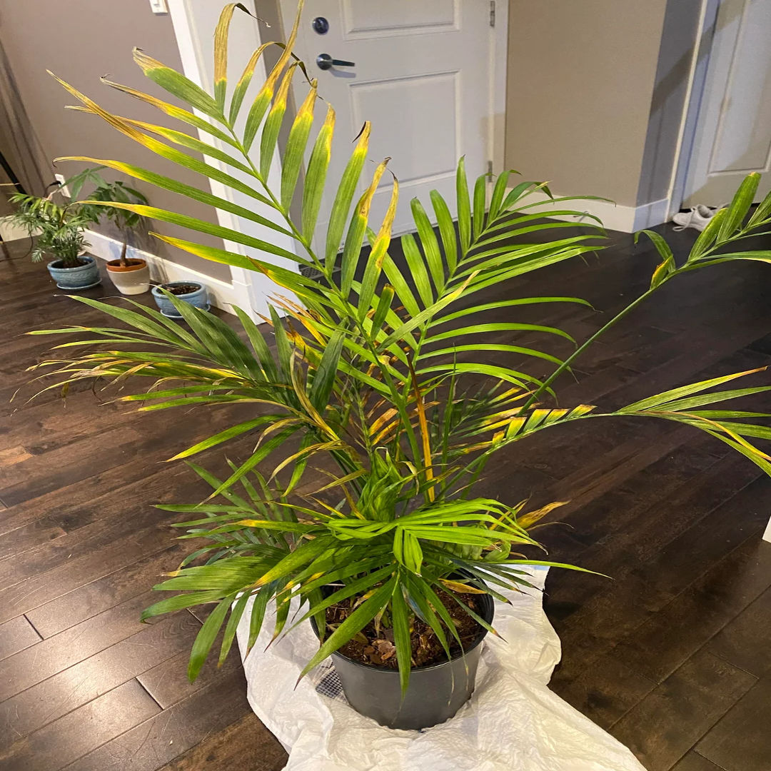 Red Neck Palm
