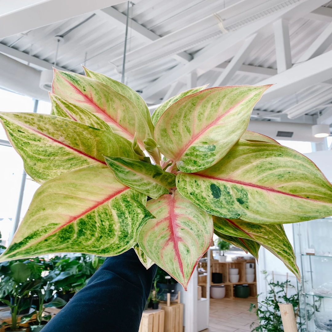Aglaonema Golden papaya