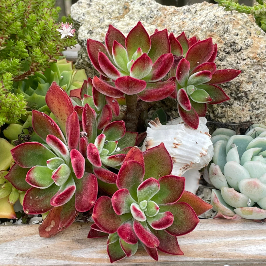 Echeveria Angustifolia