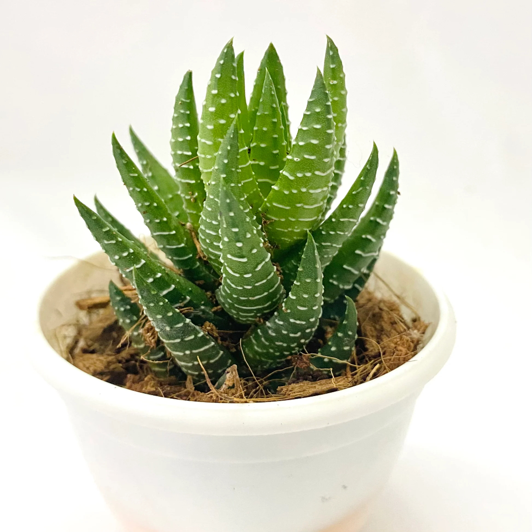 Haworthia Coarctata
