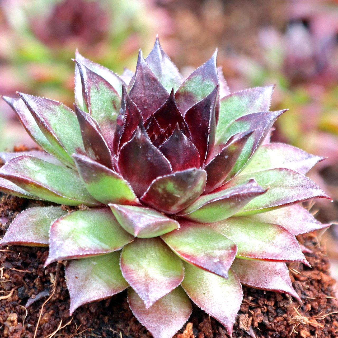 Sempervivum Brown Tip