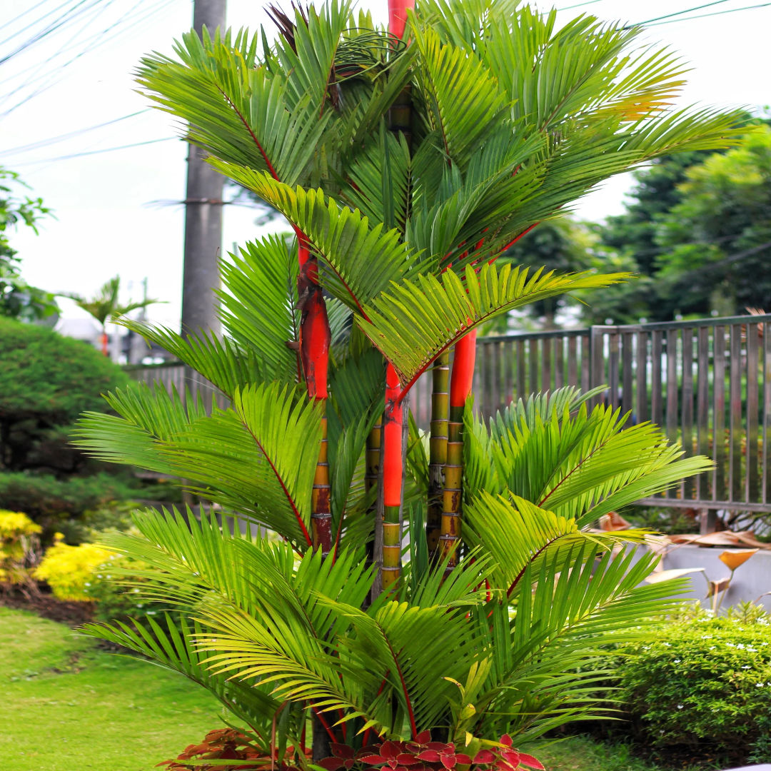 Red Palm