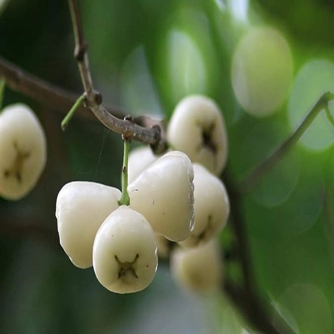 Water Apple White