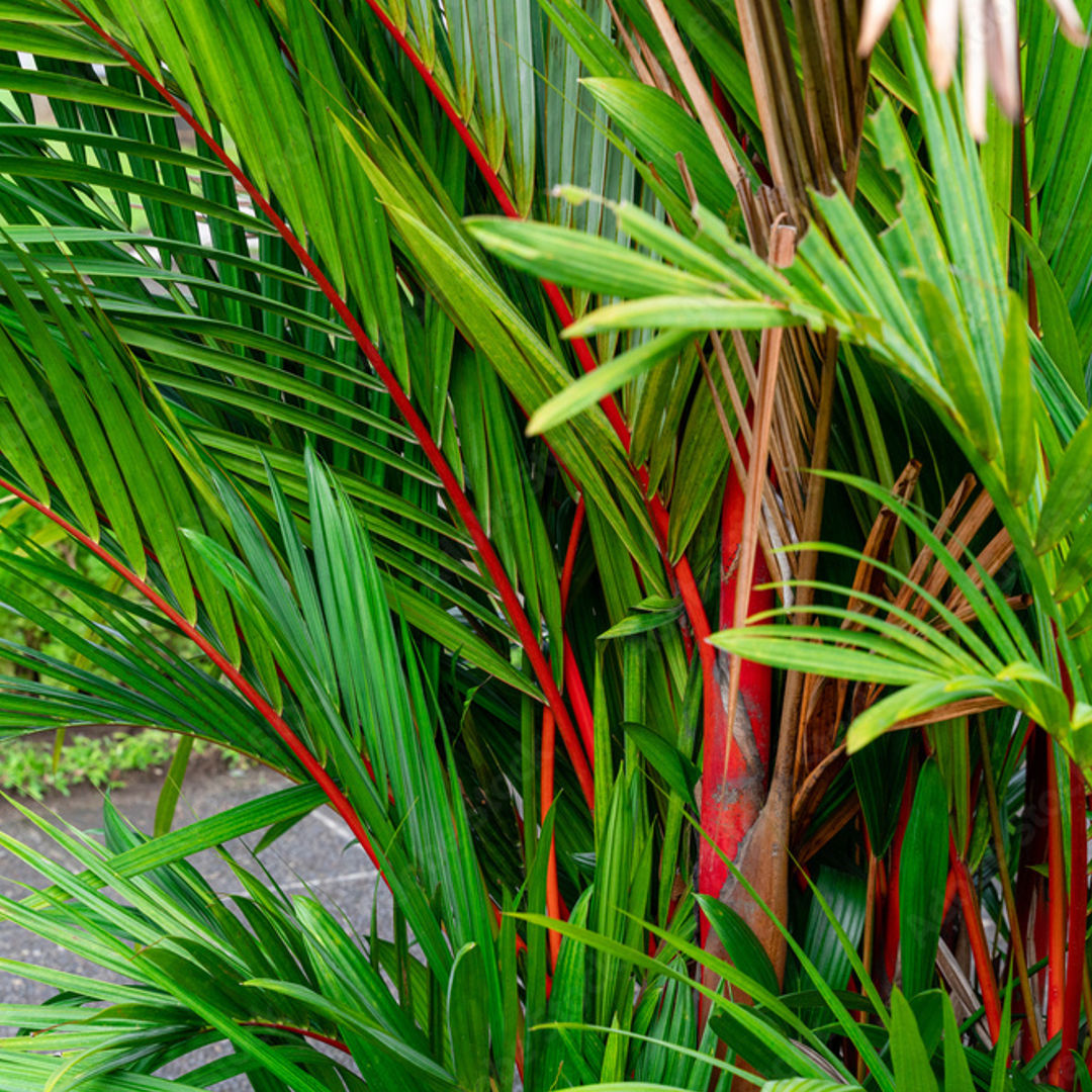 Red Palm