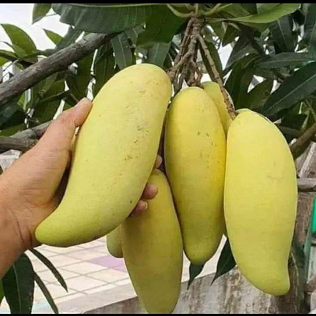 Banana Mango