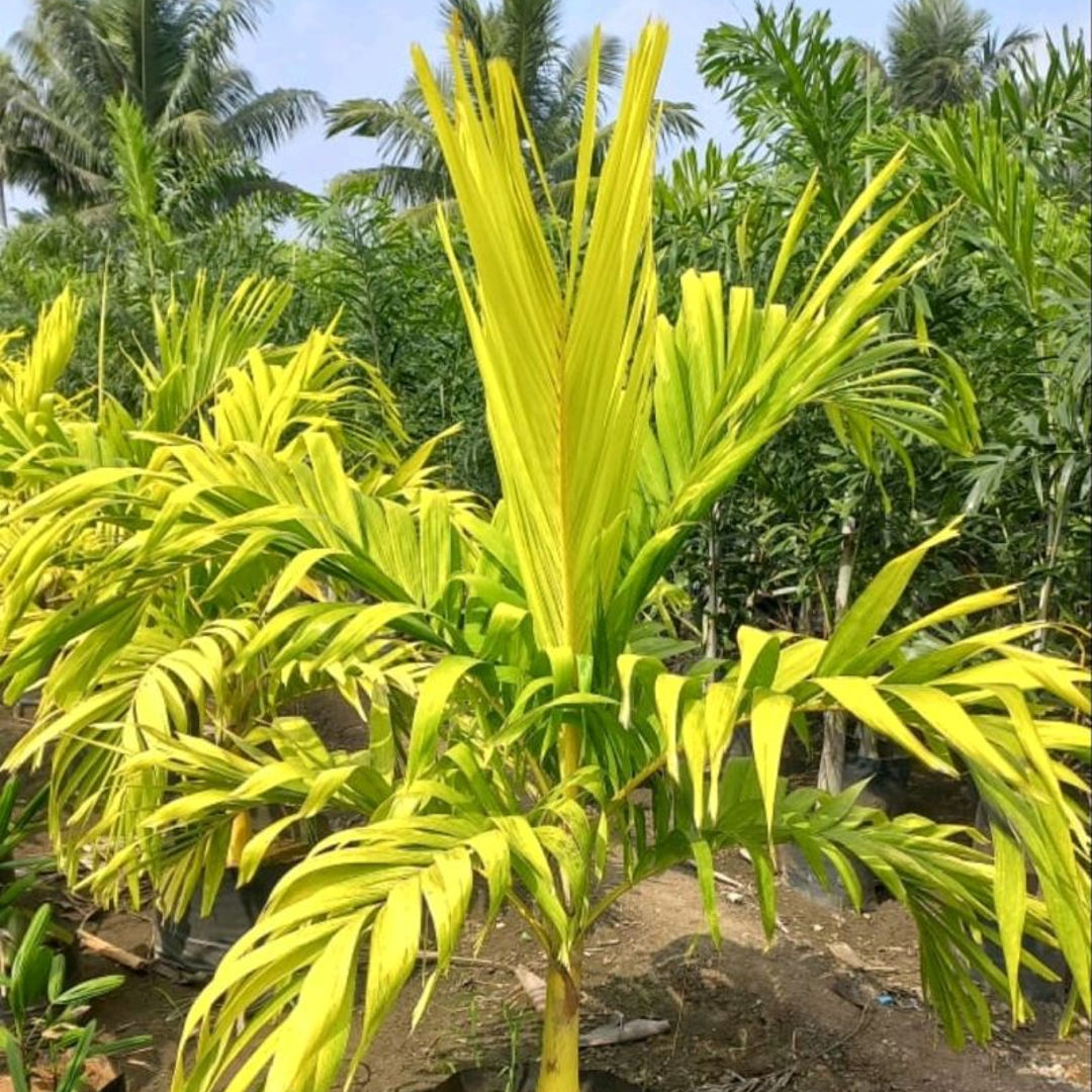 Mirichi Marigold Palm