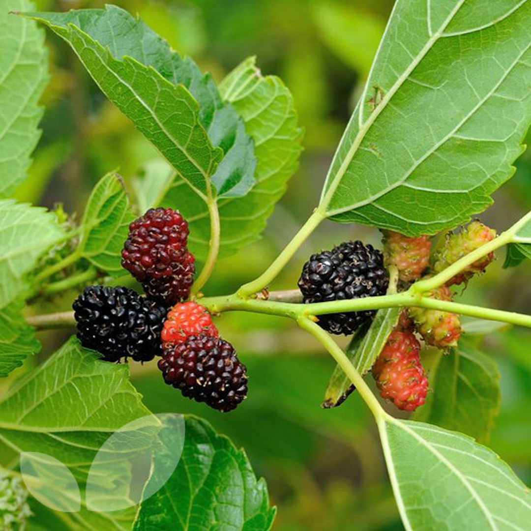 Mulberry Black