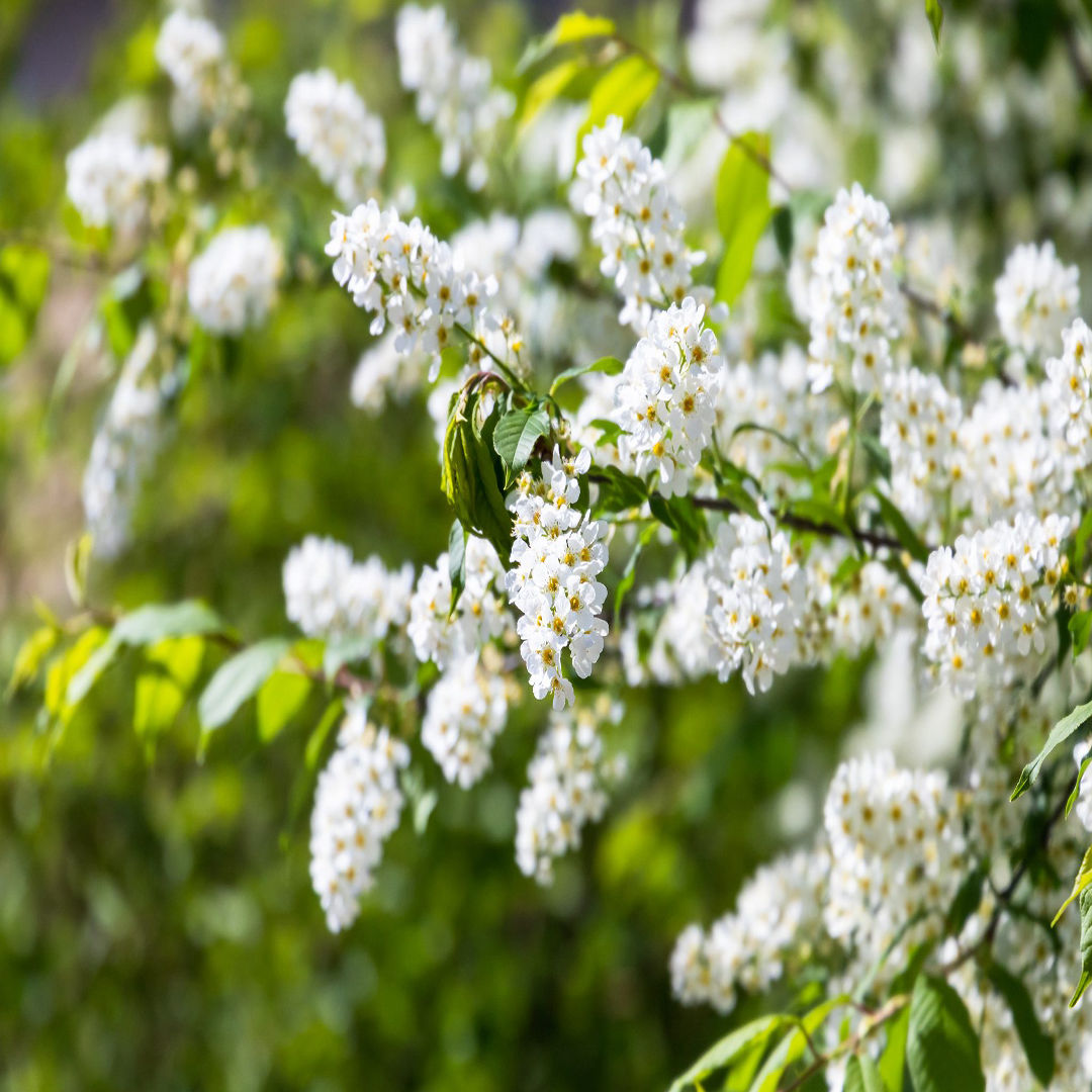Bird Cherry