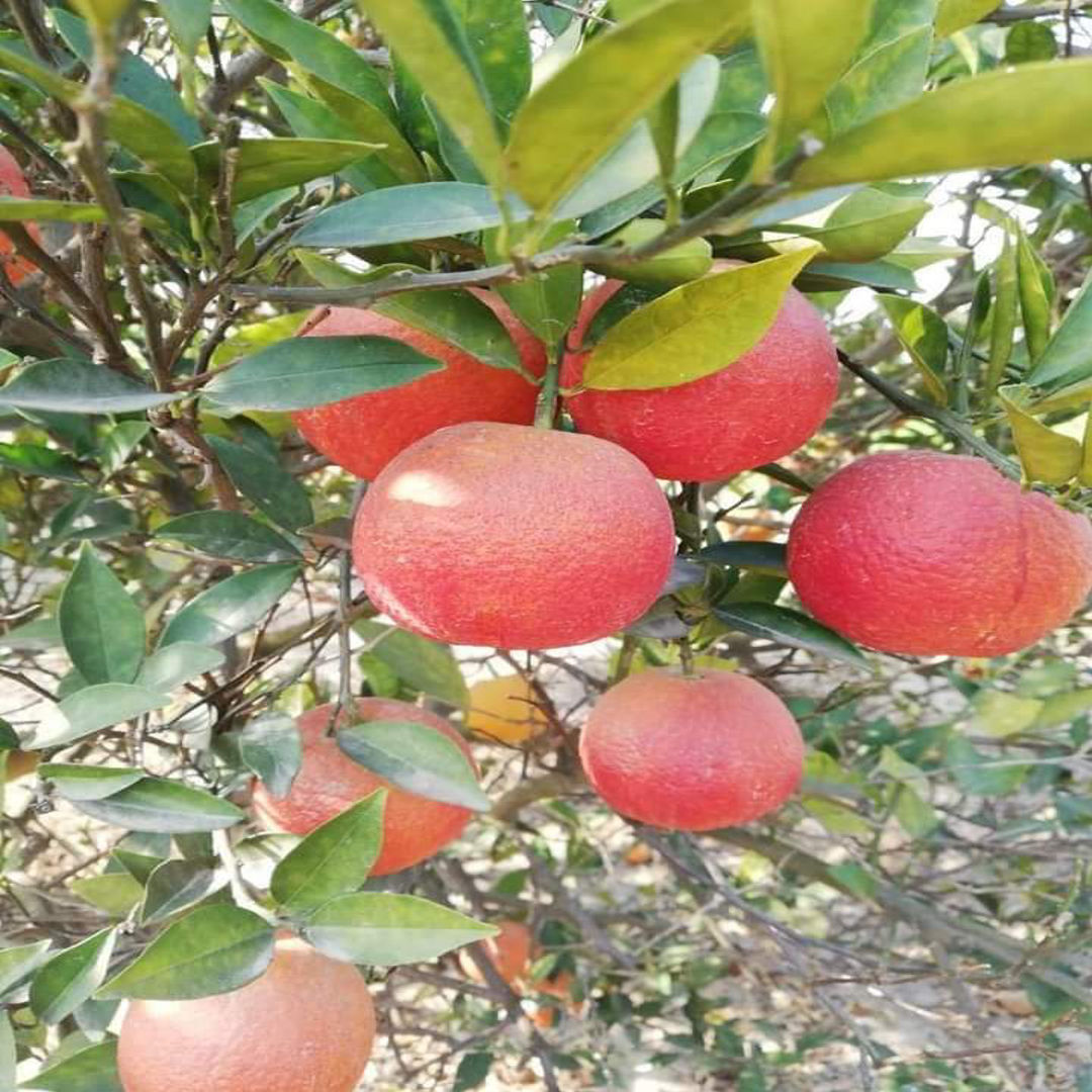Red Lemon
