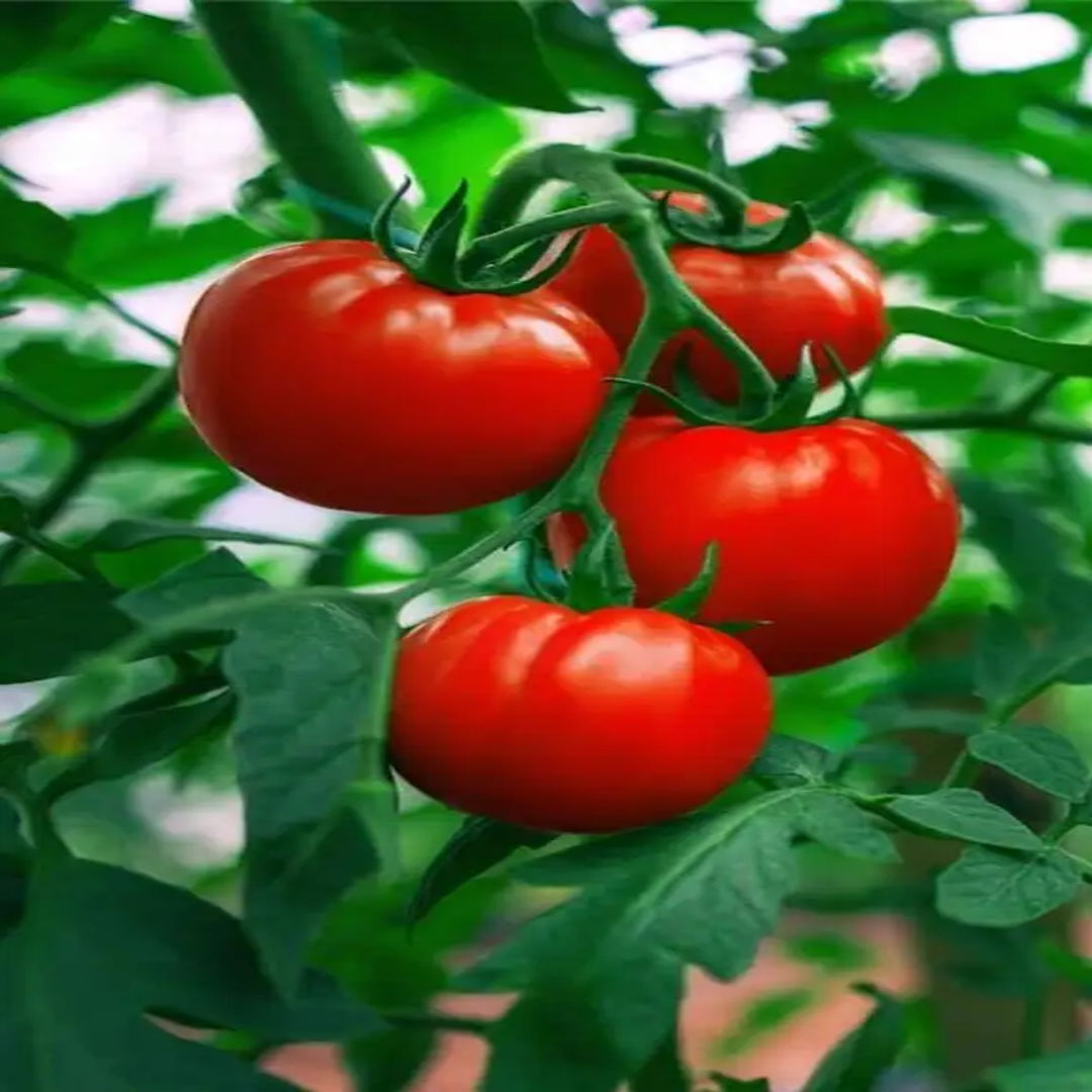 Tomato
