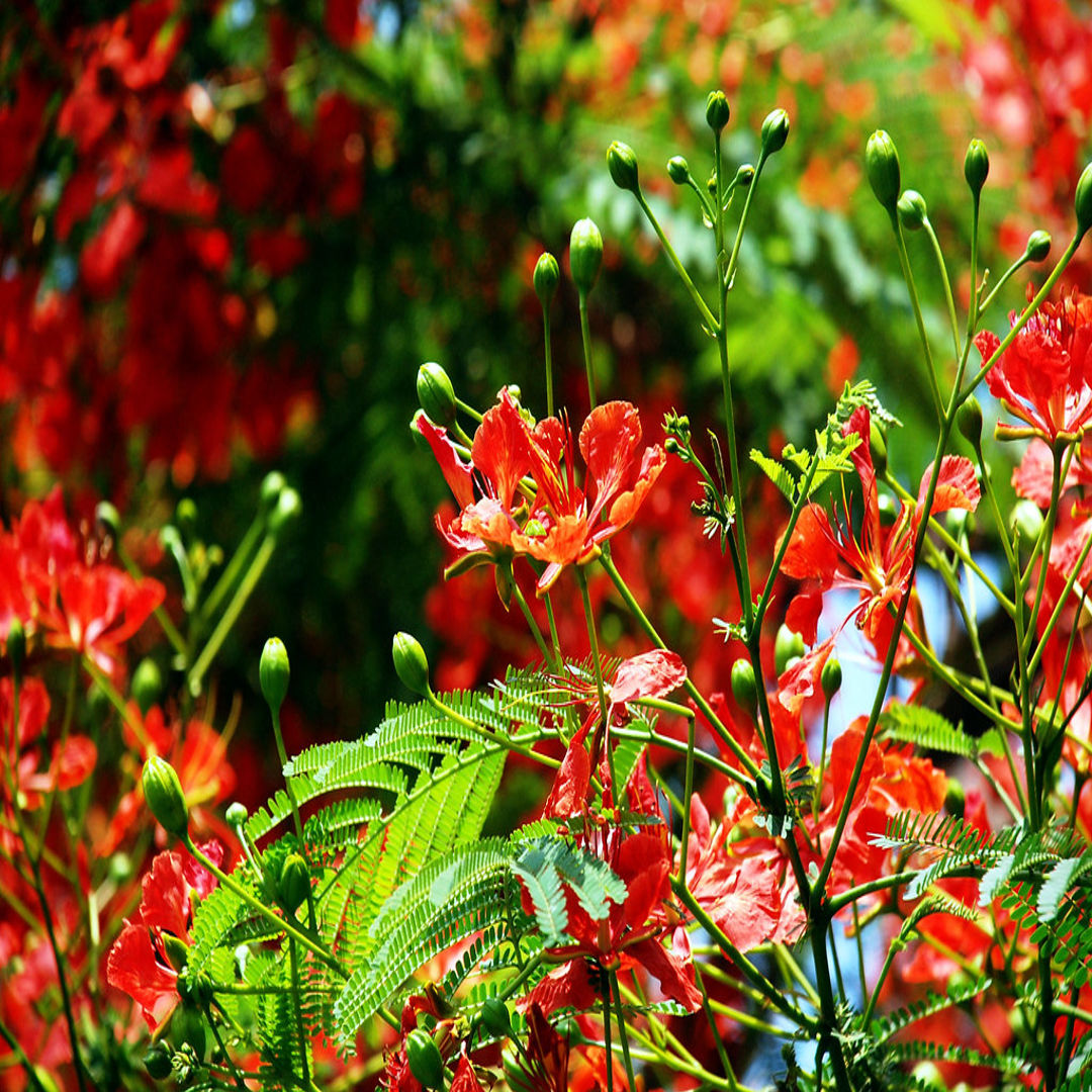 May Flower