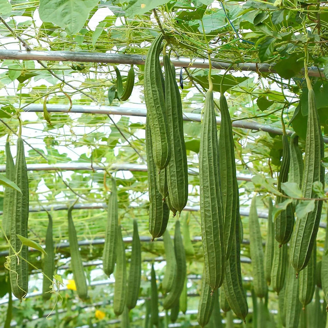 Peerkangai