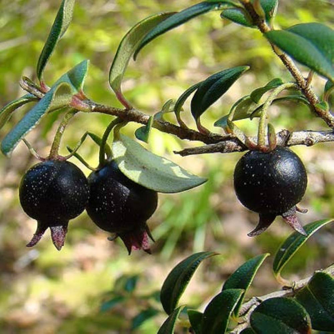 Black Guava