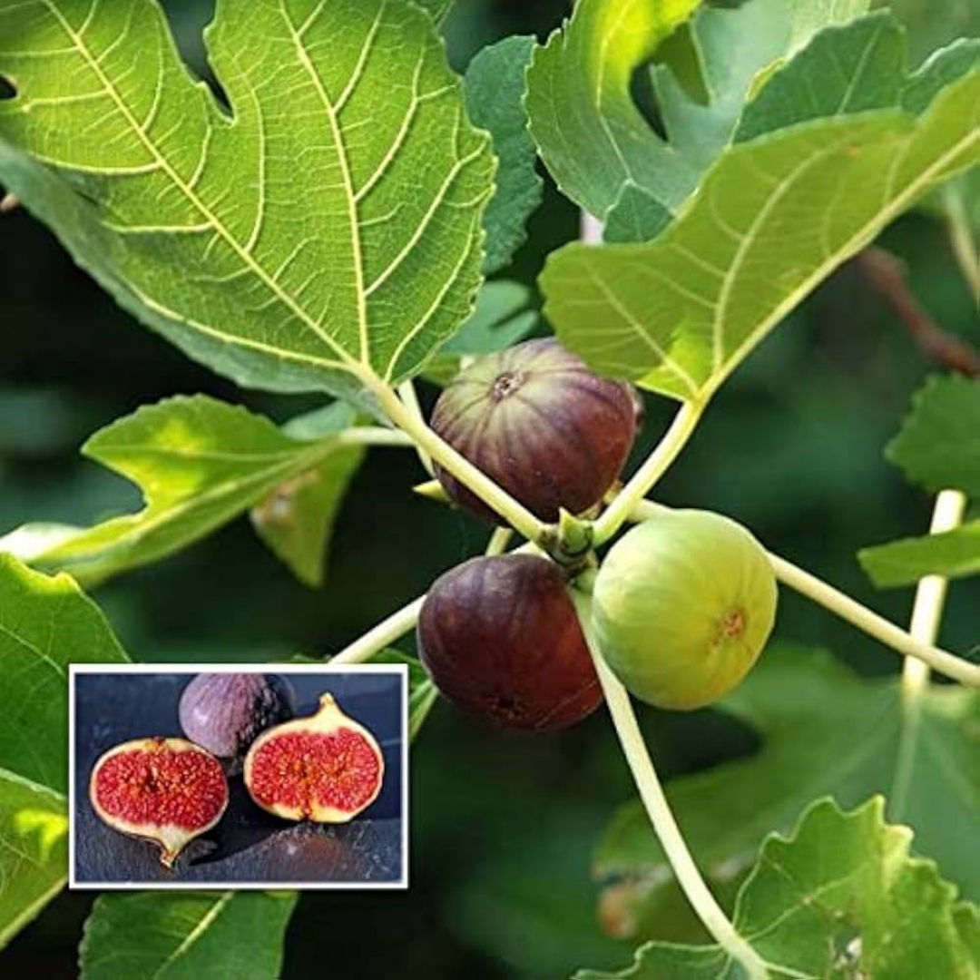 Israel Fig