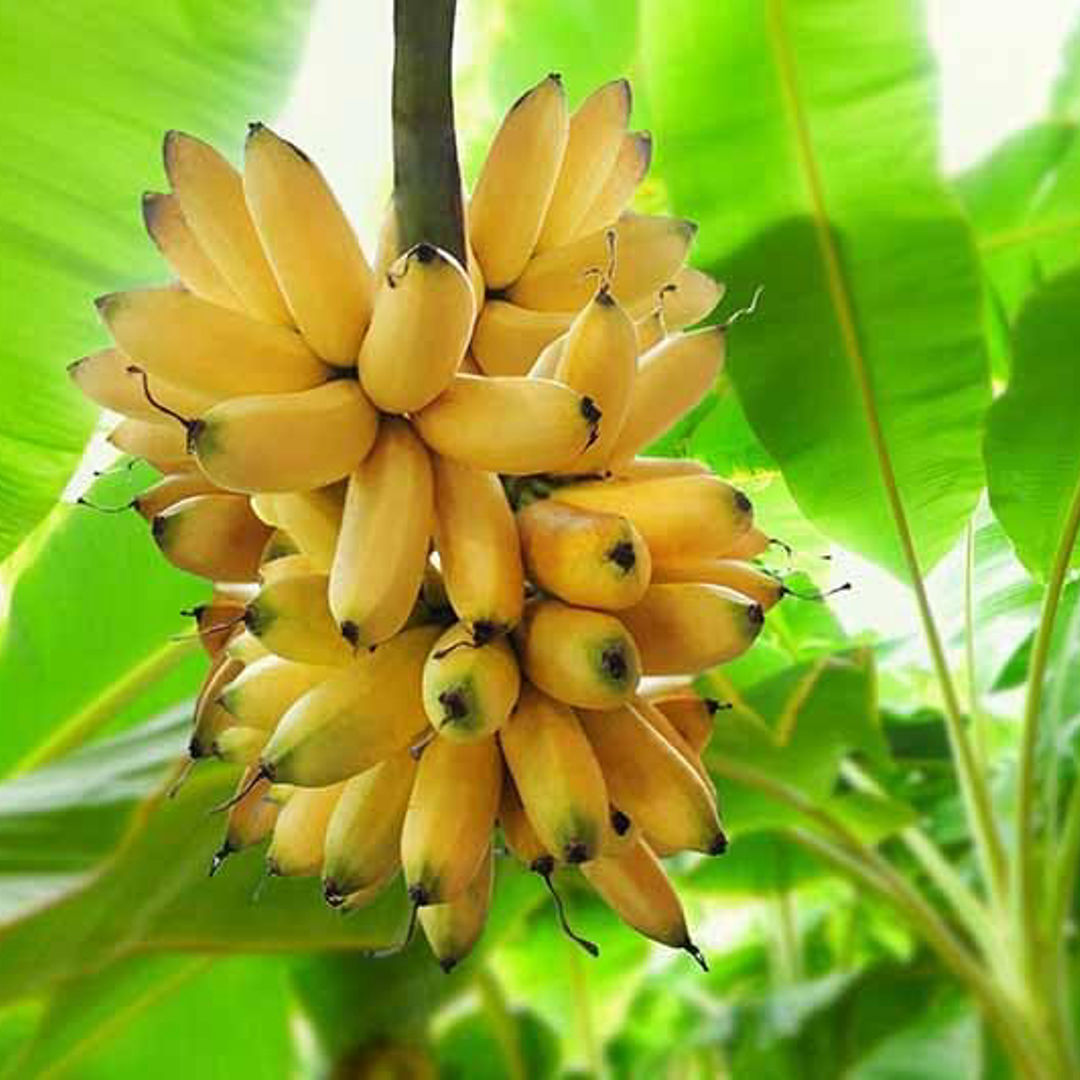 Banana Yelakki