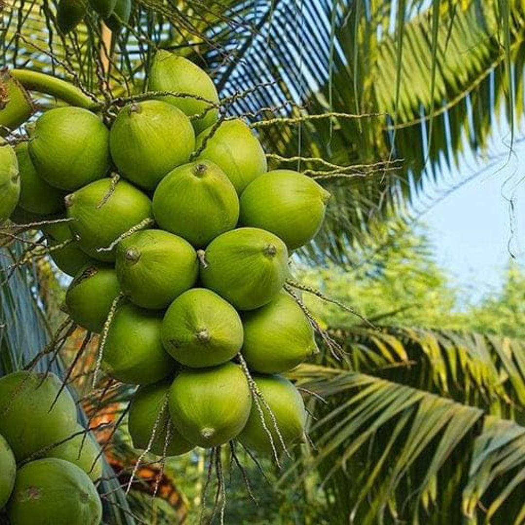 Thennai Gangabondam