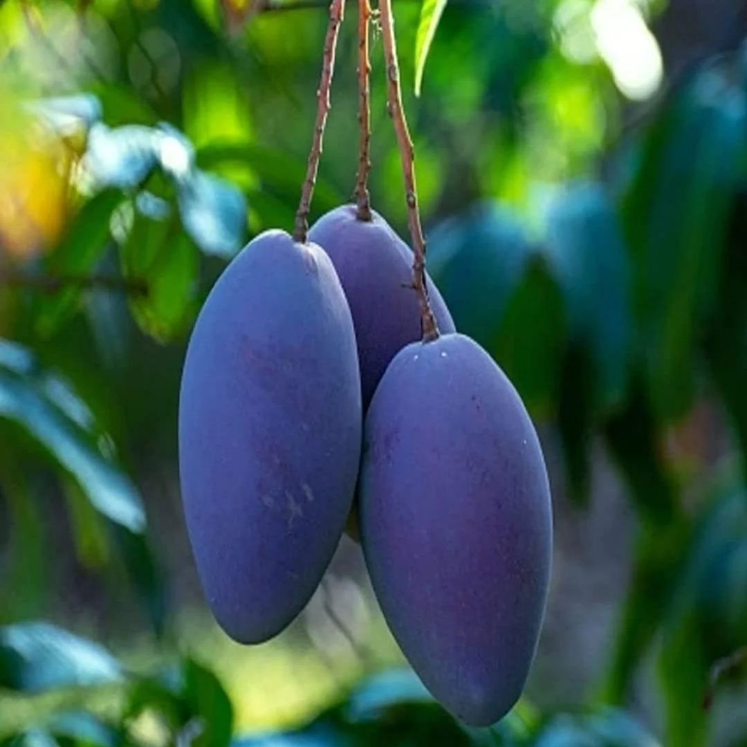 Blue Mango